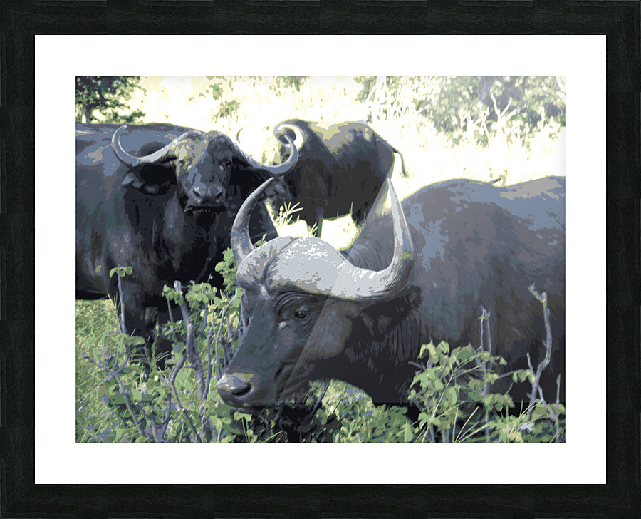 Cape Buffalo Picture Frame Printing
