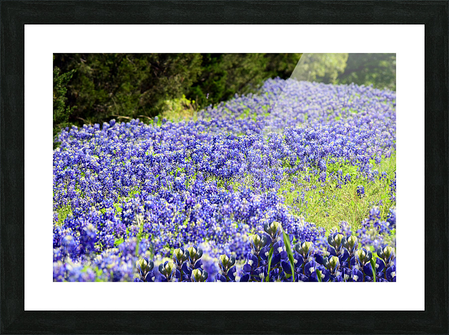 Wildflowers 041 Picture Frame Printing