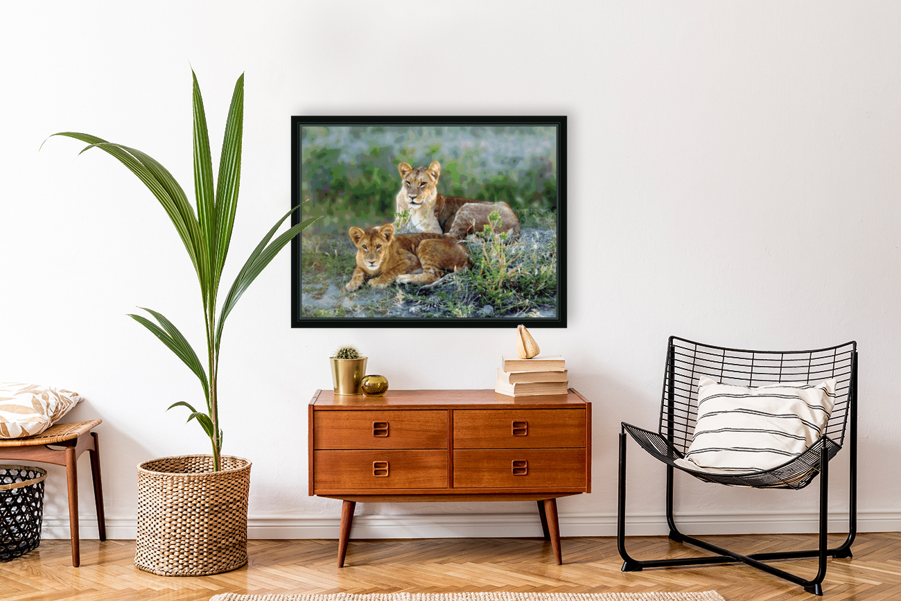 Lion Siblings Reproduction