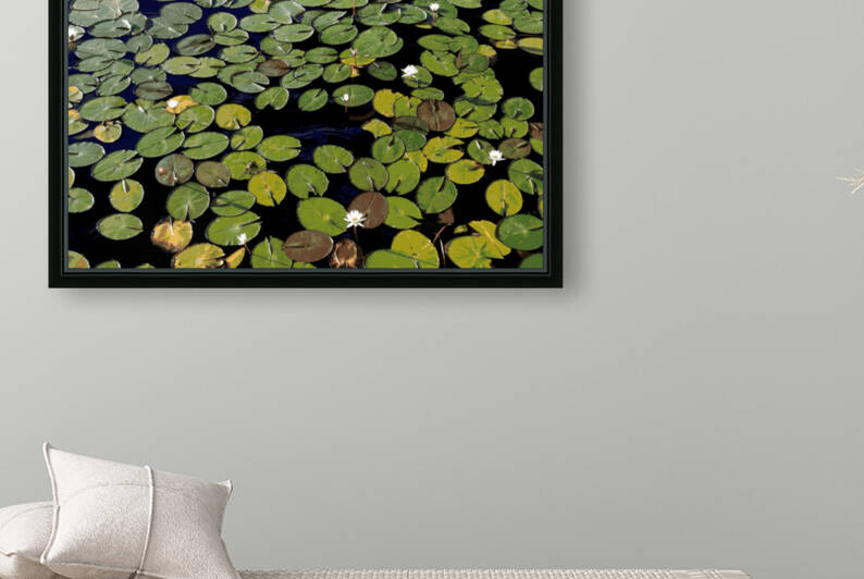 Waterlillies by Rachael Beauchamp
