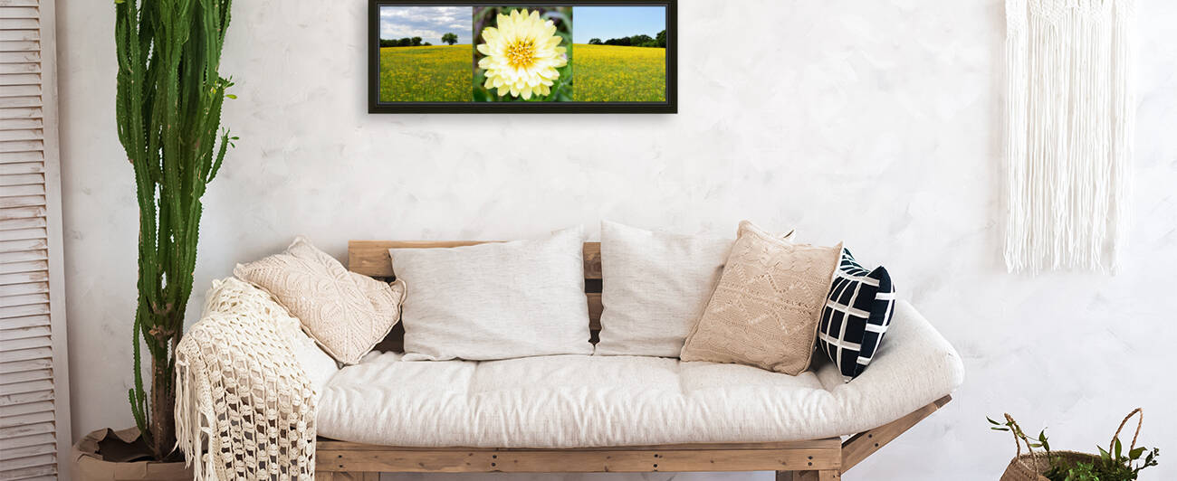 Daisy Field by Rachael Beauchamp