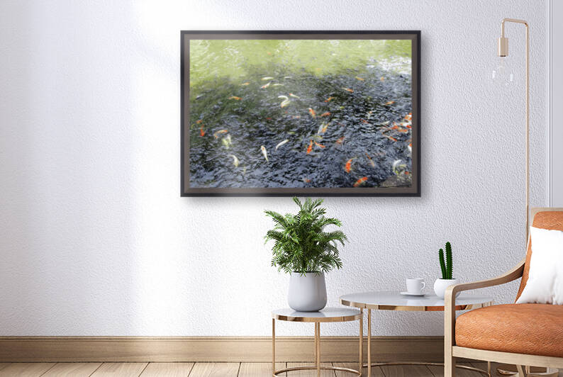 Koi Fish Pond by Rachael Beauchamp