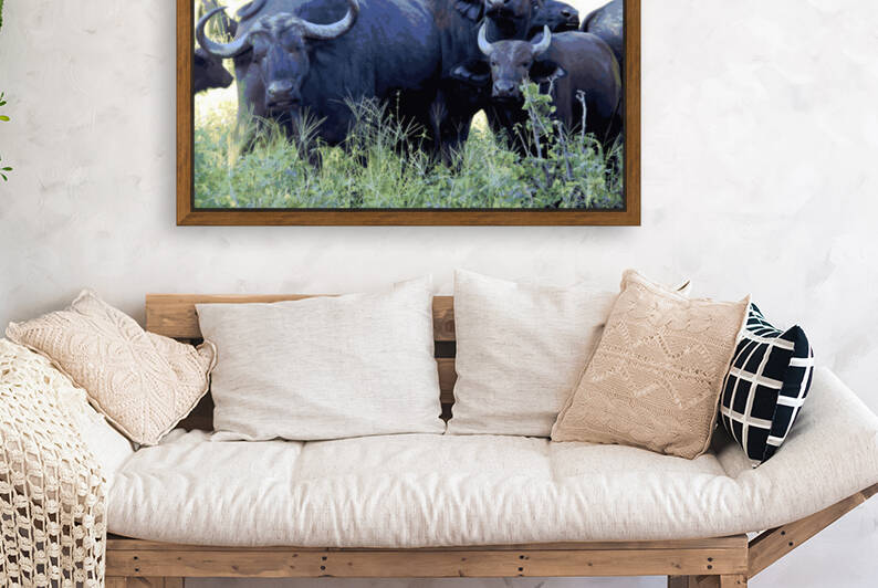 Buffalo Family by Rachael Beauchamp
