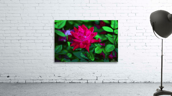 Red Rose Wall Preview