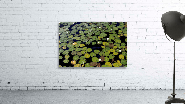 Waterlillies Wall Preview