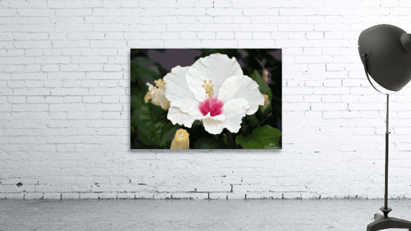 Hibiscus Wall Preview
