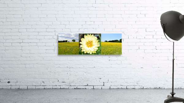 Daisy Field Wall Preview