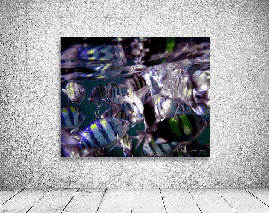 Phuket Fish Wall Preview