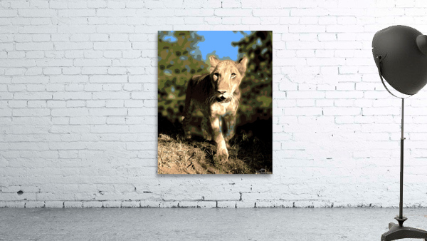 Lion Walk Wall Preview