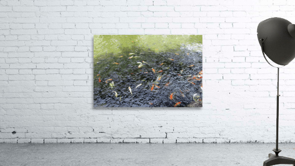 Koi Fish Pond Wall Preview
