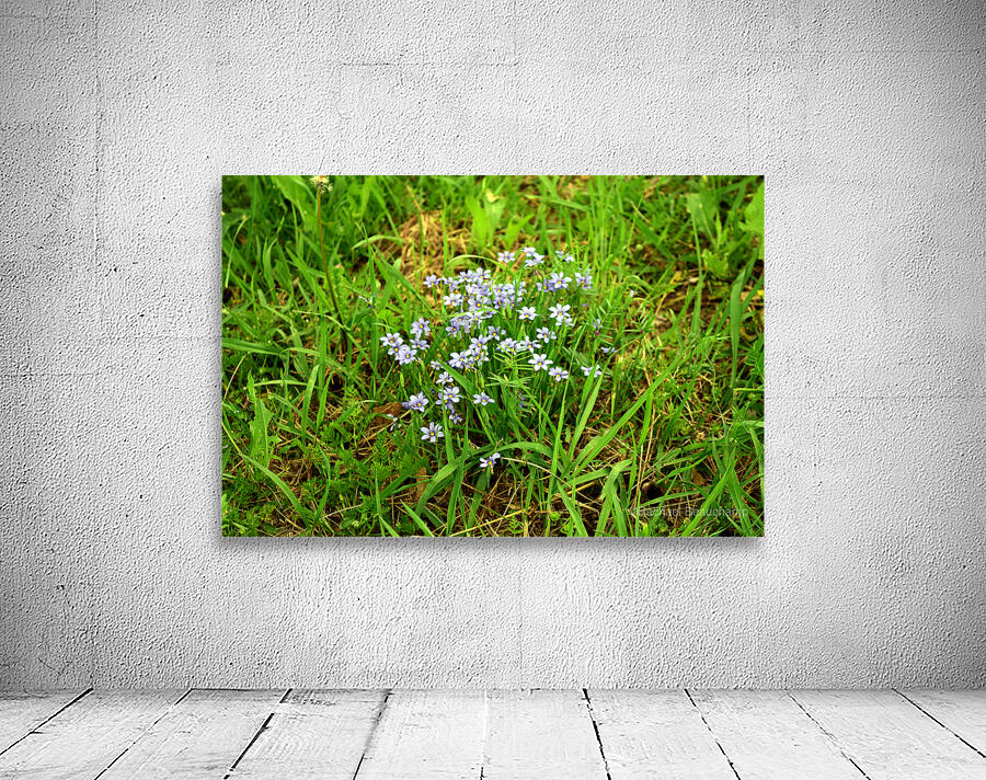 Wildflowers 14 Wall Preview