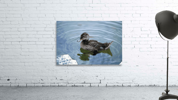 Weekend Duck Wall Preview