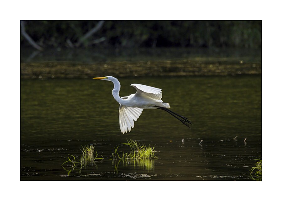 Soaring Gracefully  Picture Frame print
