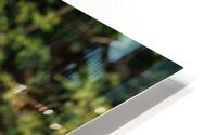 IMG 6277  HD Metal print