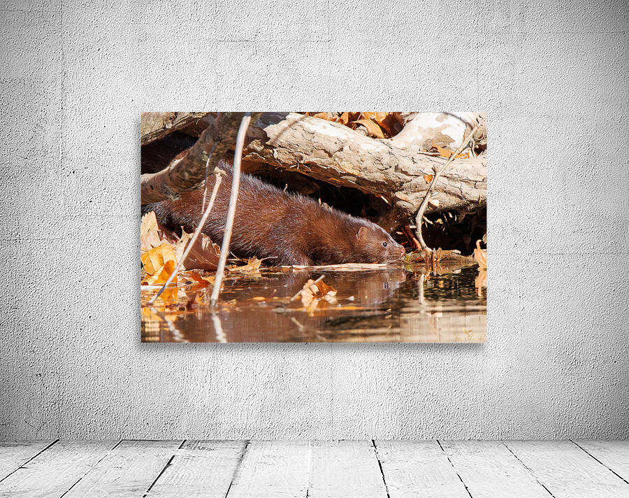  Autumn Stream Hunter Wall Preview