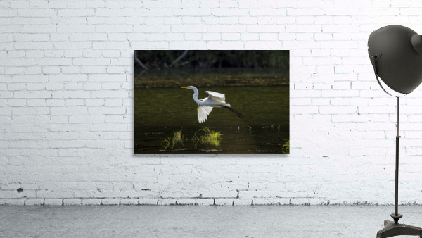 Soaring Gracefully  Wall Preview