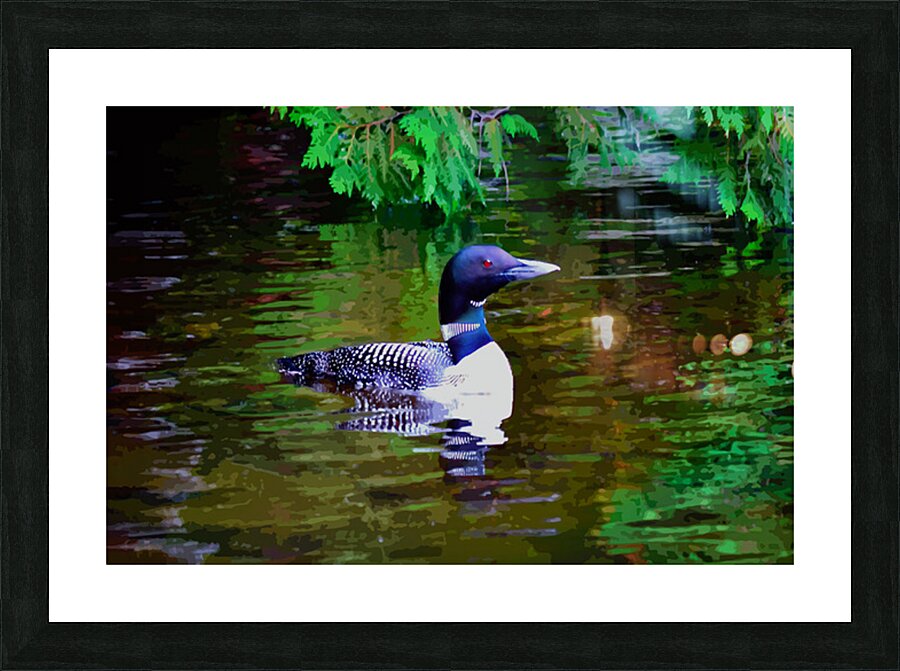 Red-Eyed Loon Picture Frame print