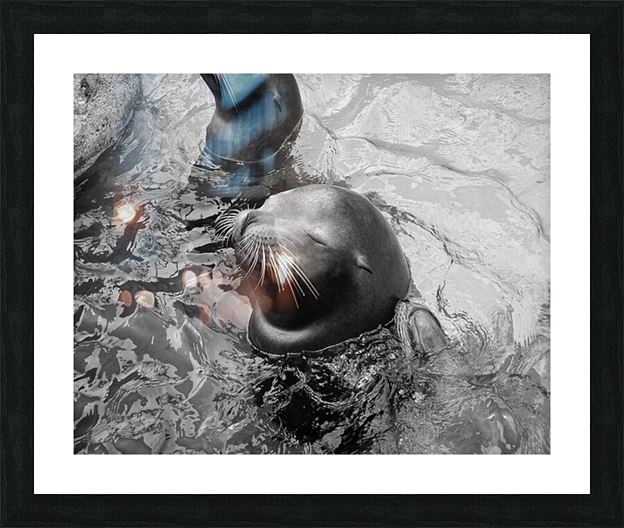 Blissed Out Sammy Seal Picture Frame print