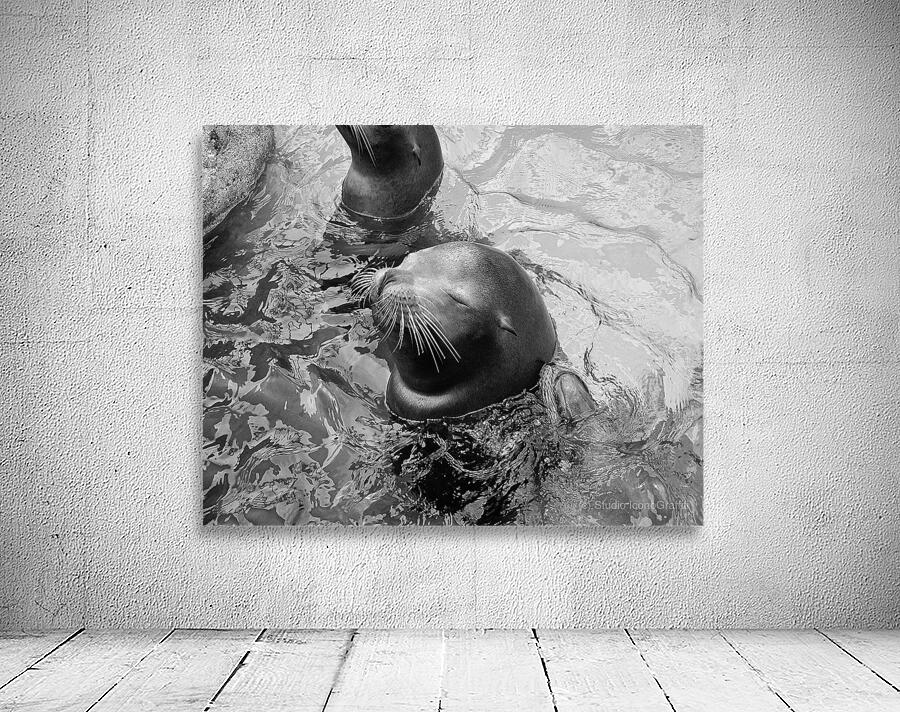 Blissed Out Sammy Seal Wall Preview