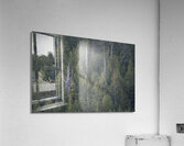 Bare Trees in Evergreens Acrylic Print