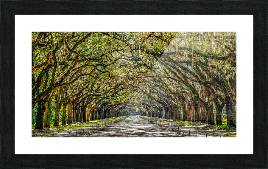 Wormsloe Plantation Picture Frame print