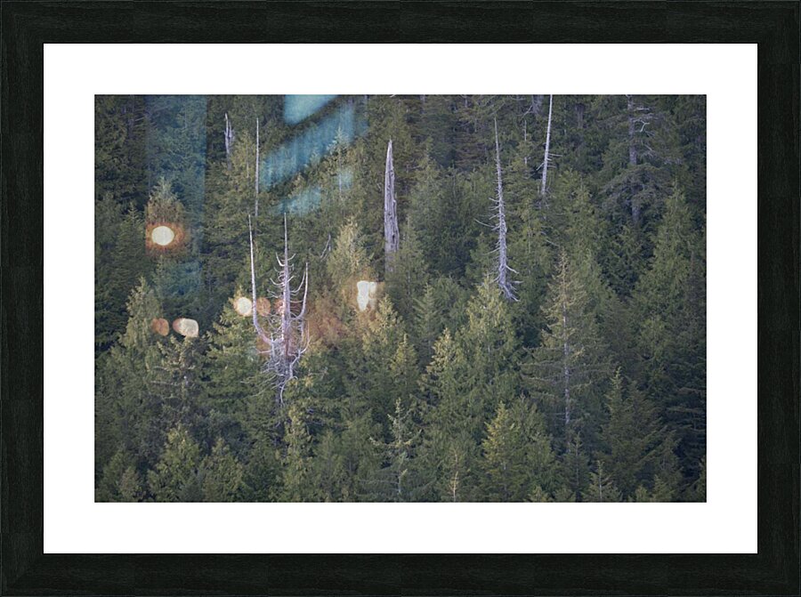 Bare Trees in Evergreens Picture Frame print