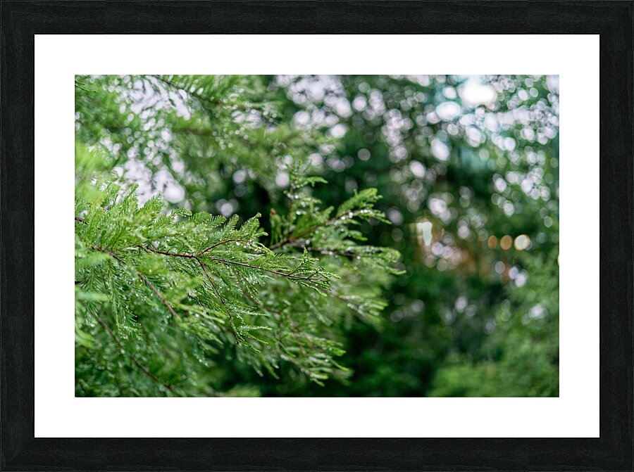 Dew on Evergreen Picture Frame print
