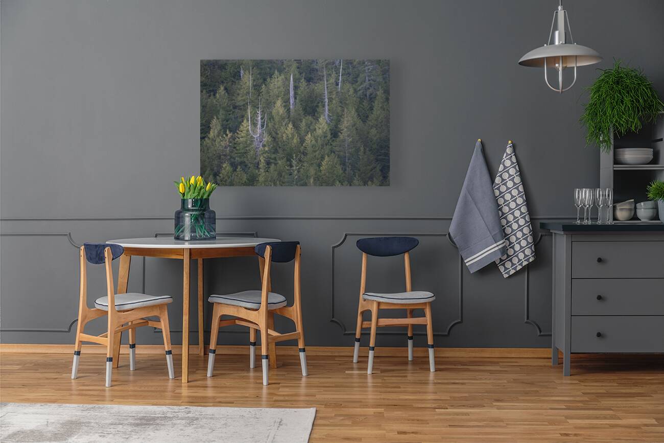 Bare Trees in Evergreens Reproduction