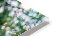 Dew on Evergreen HD Metal print
