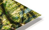 Mystic Wormsloe HD Metal print