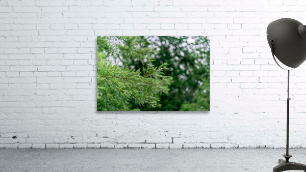 Dew on Evergreen Wall Preview