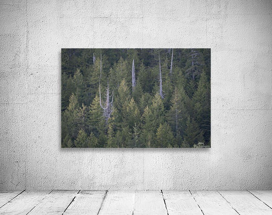 Bare Trees in Evergreens Wall Preview