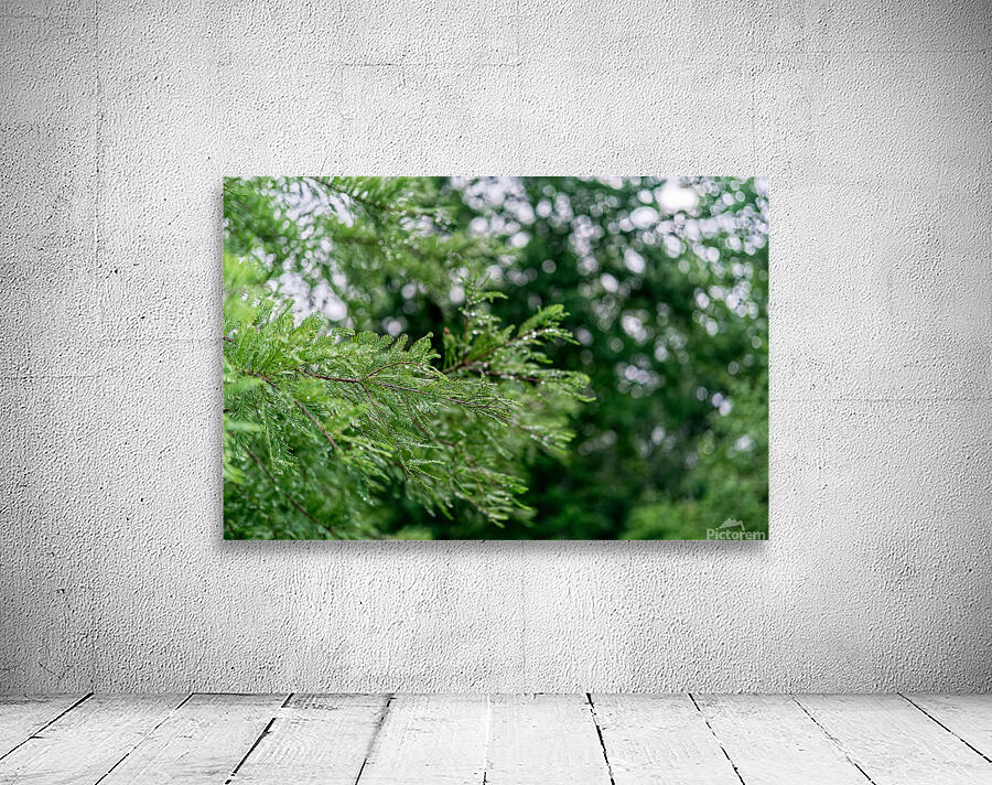 Dew on Evergreen Wall Preview