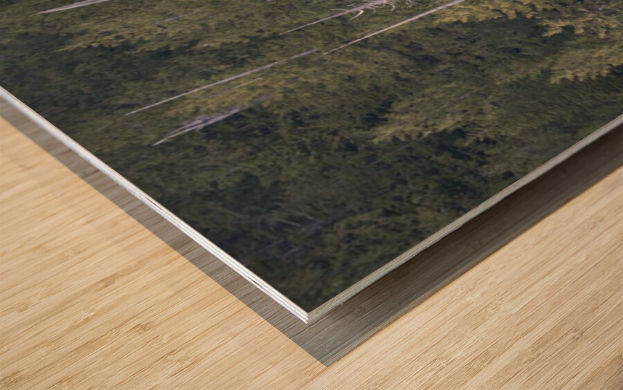 Bare Trees in Evergreens Wood print