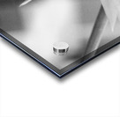 Black  White Bird of Paradise  Acrylic print