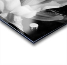 Black and White Peony Burst Acrylic print