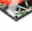 Red Cacti 2 Acrylic print