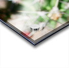 Red Cacti 5 Acrylic print