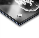 Black and White Orchid Series 21 Acrylic print