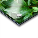 PInk Peony Acrylic print