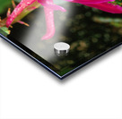 Fuschia Peony Burst Acrylic print