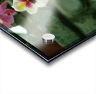 Twin Pansie Flowers Acrylic print