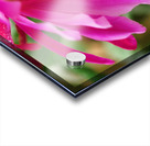 Fuschia Peony Flowering Acrylic print