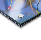 Butterfly Hanging Out Acrylic print