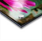 Fuschia Peony Side View Acrylic print