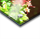 Black butterfly amongst the flowers Acrylic print