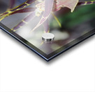 Striped Orchids Acrylic print