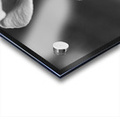 Black and White Orchid Series 2 Acrylic print