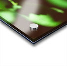 Butterfly With A Captured Beetle Impression Acrylique