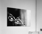 Black  White Floral Series 12 Acrylic Print